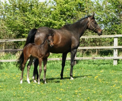 Hyperspectra 2012 filly by Sea The Stars